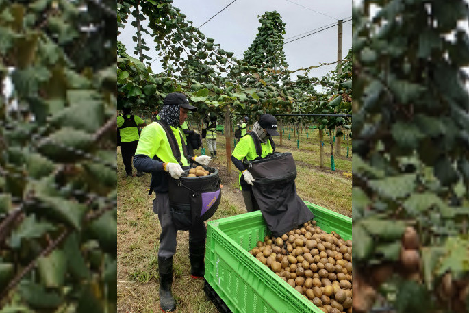 Kiwi Fruit Harvest - When And How To Pick A Kiwi
