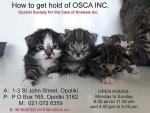 Opotiki Society for the Care of Animals
