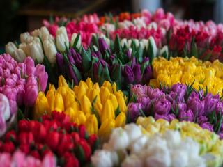 Florist Opotiki