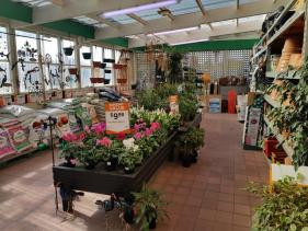 Indoor Plants