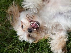 Windego kennels hot sale